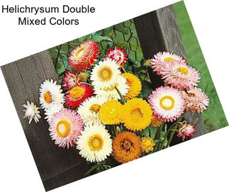 Helichrysum Double Mixed Colors