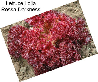 Lettuce Lolla Rossa Darkness