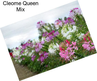 Cleome Queen Mix