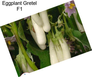 Eggplant Gretel F1