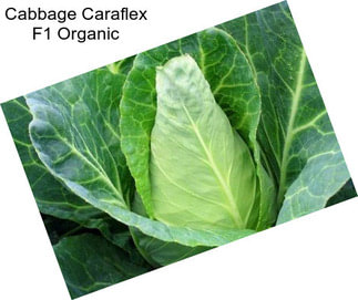 Cabbage Caraflex F1 Organic