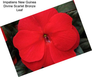 Impatiens New Guinea Divine Scarlet Bronze Leaf