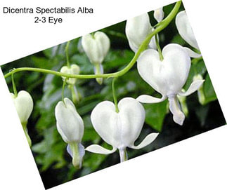 Dicentra Spectabilis Alba 2-3 Eye