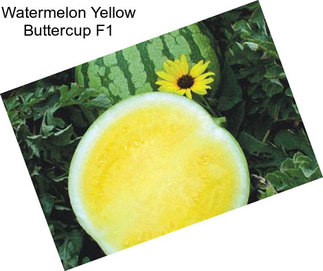 Watermelon Yellow Buttercup F1