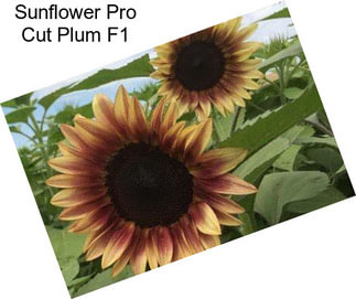 Sunflower Pro Cut Plum F1