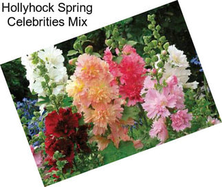 Hollyhock Spring Celebrities Mix