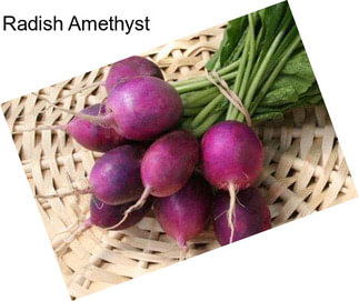 Radish Amethyst