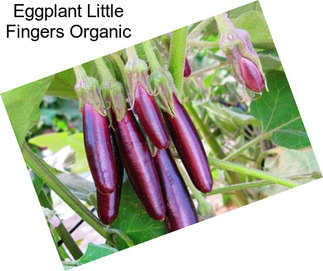 Eggplant Little Fingers Organic