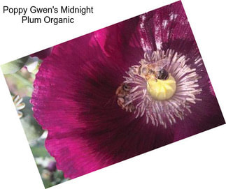 Poppy Gwen\'s Midnight Plum Organic