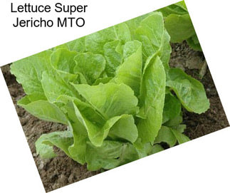 Lettuce Super Jericho MTO