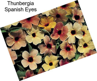 Thunbergia Spanish Eyes