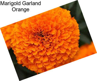 Marigold Garland Orange