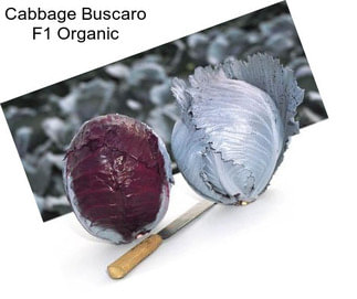 Cabbage Buscaro F1 Organic