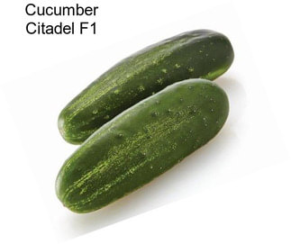 Cucumber Citadel F1