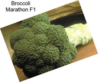 Broccoli Marathon F1