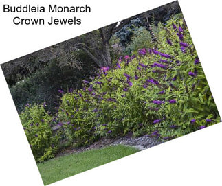 Buddleia Monarch Crown Jewels