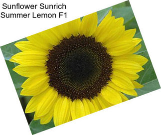 Sunflower Sunrich Summer Lemon F1