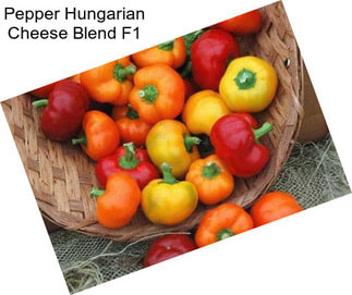 Pepper Hungarian Cheese Blend F1