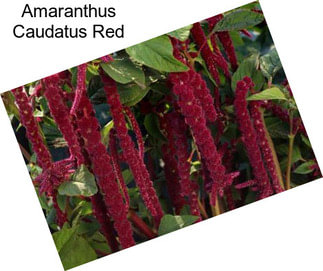 Amaranthus Caudatus Red
