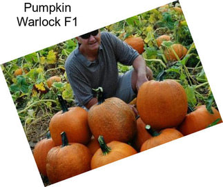 Pumpkin Warlock F1