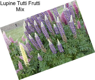 Lupine Tutti Frutti Mix