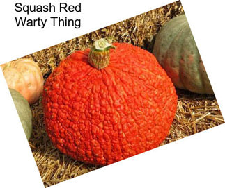 Squash Red Warty Thing