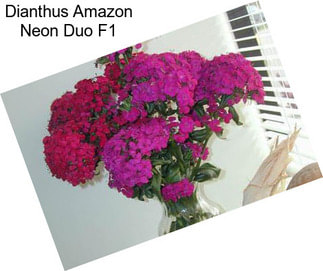 Dianthus Amazon Neon Duo F1