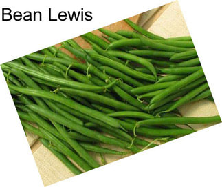 Bean Lewis