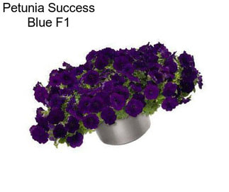 Petunia Success Blue F1