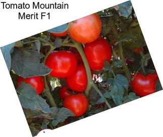 Tomato Mountain Merit F1