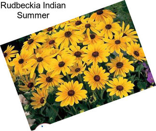 Rudbeckia Indian Summer