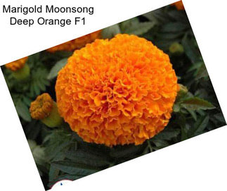 Marigold Moonsong Deep Orange F1