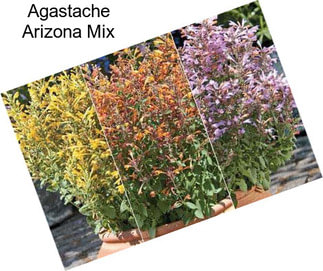 Agastache Arizona Mix