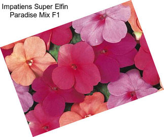 Impatiens Super Elfin Paradise Mix F1