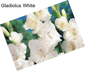 Gladiolus White