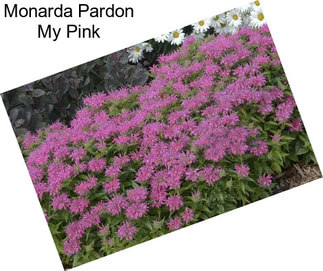 Monarda Pardon My Pink