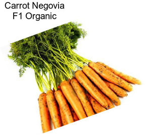 Carrot Negovia F1 Organic