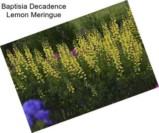 Baptisia Decadence Lemon Meringue