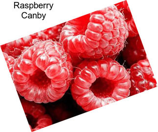 Raspberry Canby
