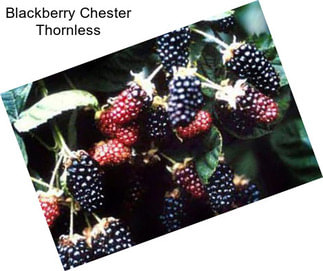 Blackberry Chester Thornless
