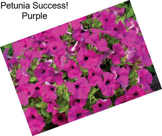 Petunia Success! Purple
