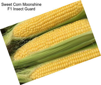 Sweet Corn Moonshine F1 Insect Guard