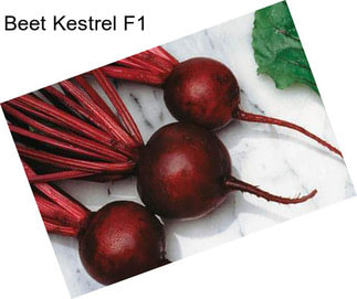 Beet Kestrel F1