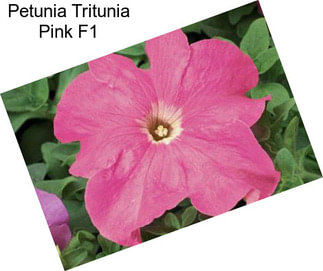 Petunia Tritunia Pink F1