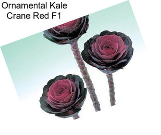 Ornamental Kale Crane Red F1