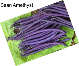 Bean Amethyst