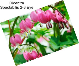 Dicentra Spectabilis 2-3 Eye