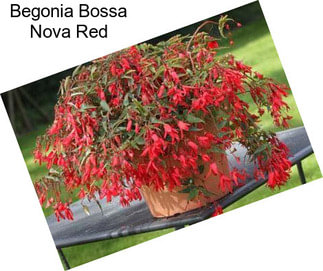 Begonia Bossa Nova Red