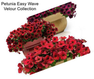 Petunia Easy Wave Velour Collection