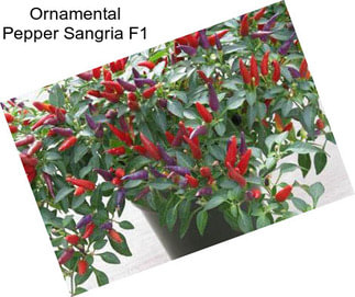 Ornamental Pepper Sangria F1